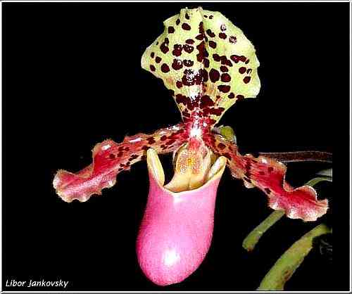 Paphiopedilum henryanum